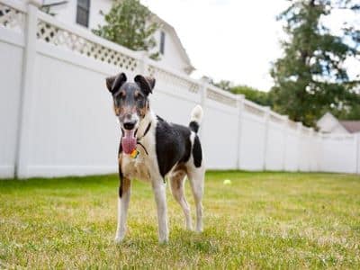 fence for dogs kirkland